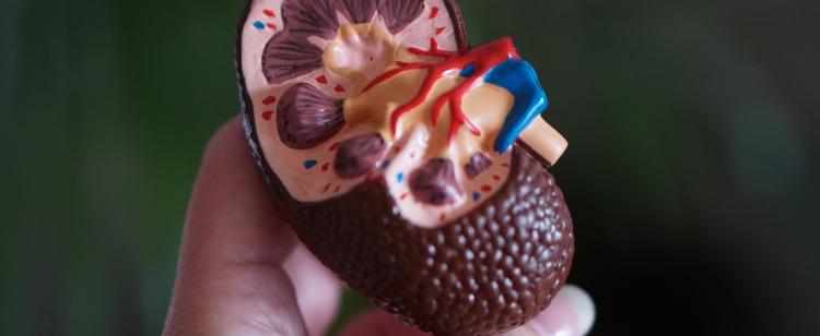 Is An Infrared Sauna Good For Lyme Disease?