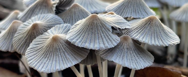 Loni Jane's Sauna Protocol